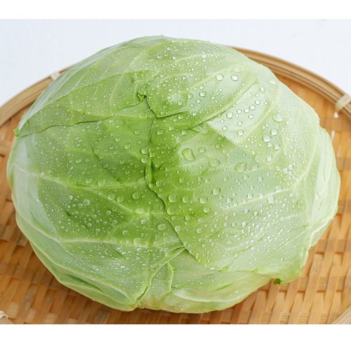 东北绿甘蓝圆白菜大头菜包卷心菜新鲜蔬菜疙瘩白农家产品青菜食用